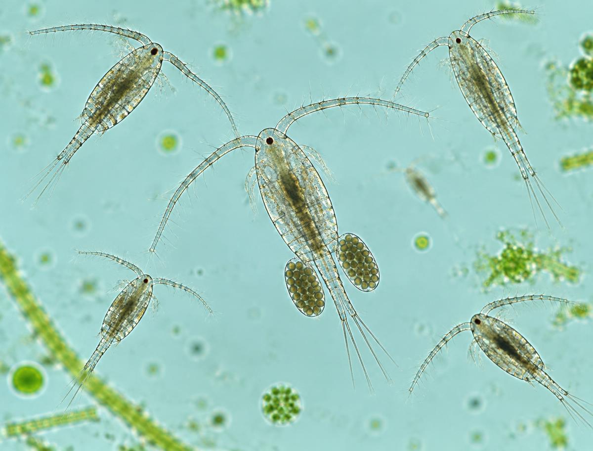 Illustrative microscope view of freshwater cyclopoid copepods with a female carrying paired egg sacs